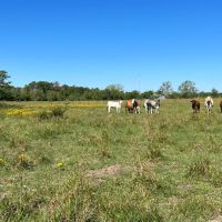 Sour Lake Tract 2 10 Acres Only 15K Down images 4