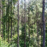 130 -ac Crenshaw Co with Pond images 5