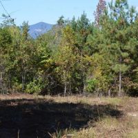 Tract 2 - 34.12 Acre Lot On Ambler School Road images 3