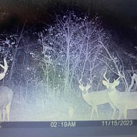 LA - West Carroll 128 acres -