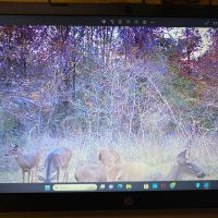 LA - West Carroll 128 acres - images 3