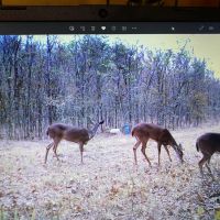 LA - West Carroll 128 acres - images 4
