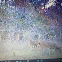 LA - West Carroll 128 acres - images 5