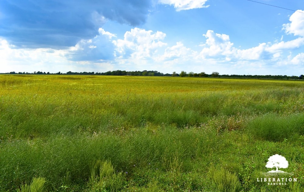 Garwood Tract 6 13 Acres Only 15K Down featured image