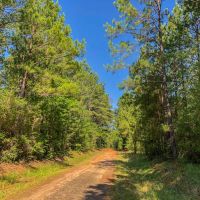 6 Acres T-1 Saron