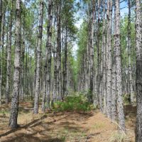 O-I Timberland Tract images 3