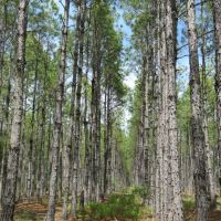 O-I Timberland Tract images 4