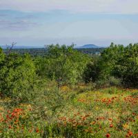 Armstrong Ranch images 4