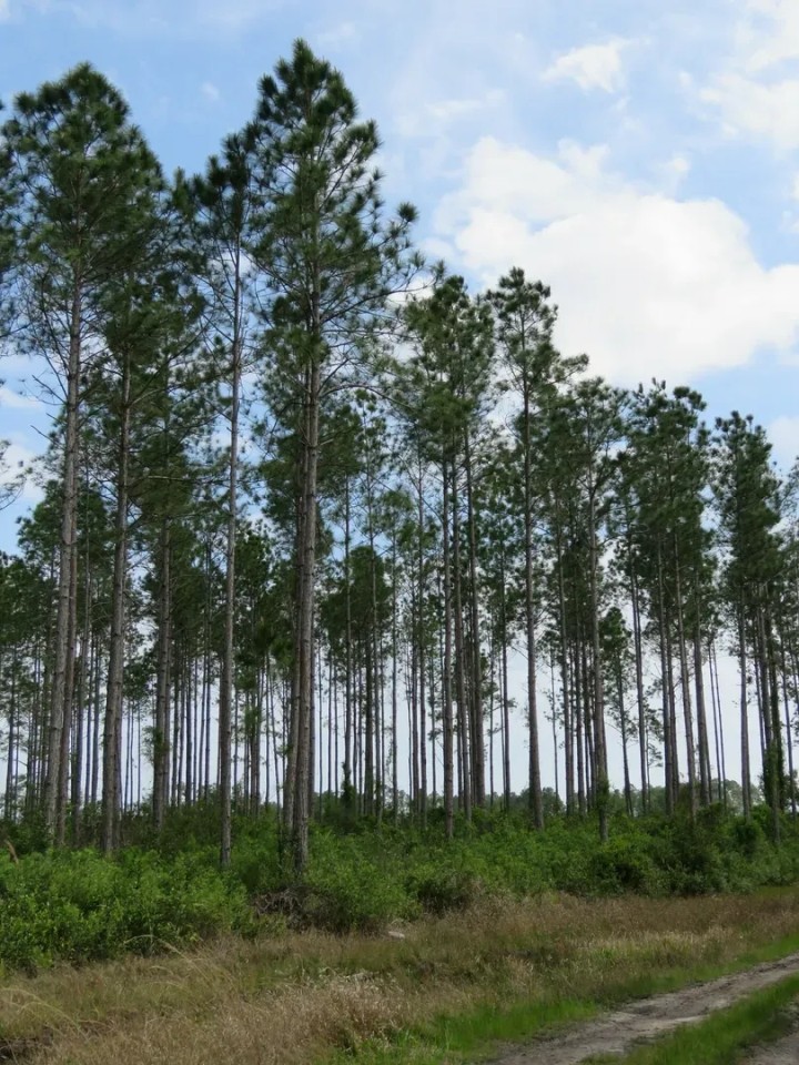 Southern Rosin Tract featured image