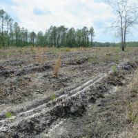 Southern Rosin Tract images 2