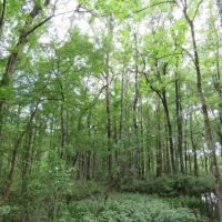Southern Rosin Tract images 4
