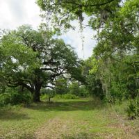 Southern Rosin Tract images 5