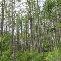 McGee Branch East Tract