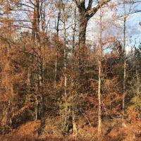 LA - Caldwell 173 acres - images 5