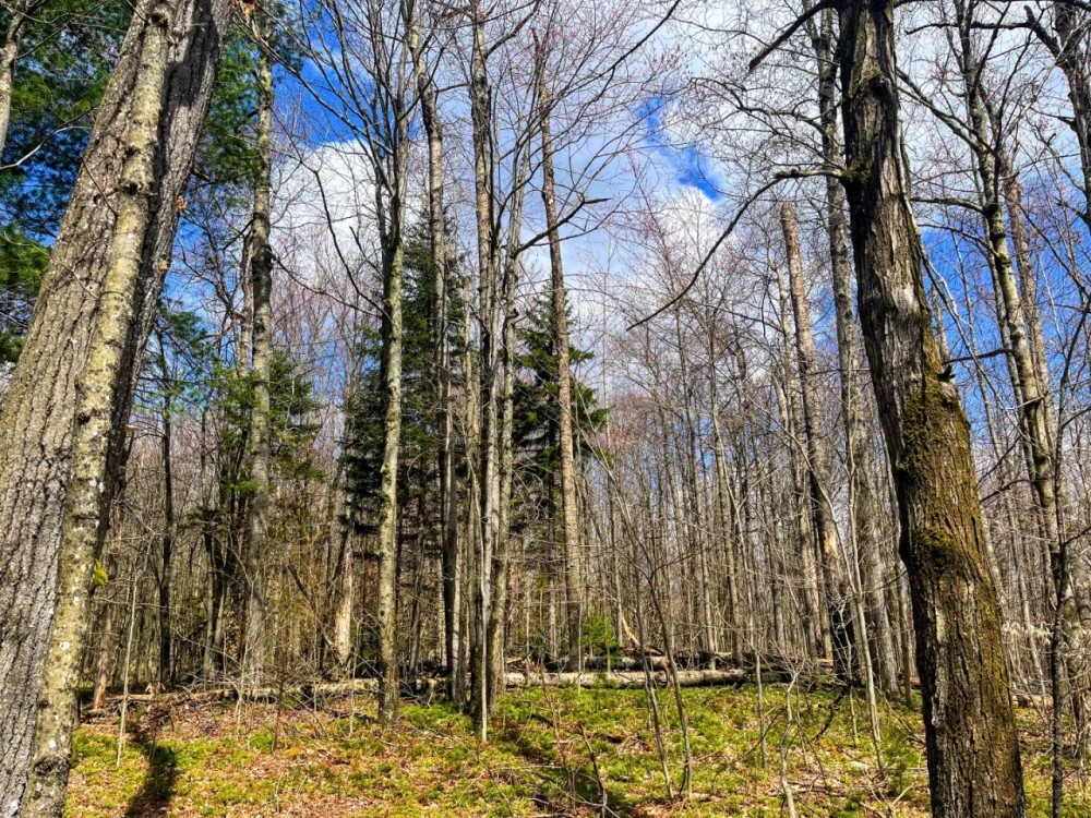 6.69 acre Wooded Camp Lot in Dickinson NY featured image