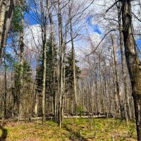 6.69 acre Wooded Camp Lot in Dickinson NY