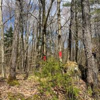 6.69 acre Wooded Camp Lot in Dickinson NY images 2