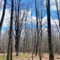 6.69 acre Wooded Camp Lot in Dickinson NY images 3