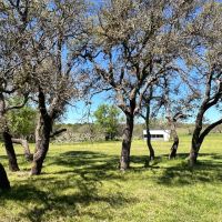 336 - Acres….4 2 Home Oaks Surface Water Rolling Terrain images 5