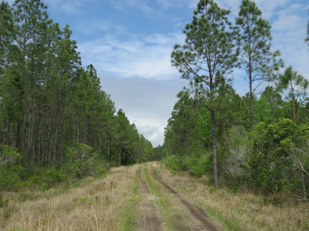 O-I Timberland Tract featured image