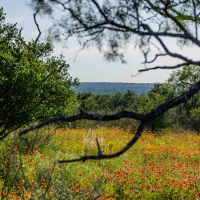 Armstrong Ranch images 3