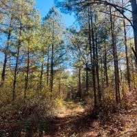 Sumter Pines images 2