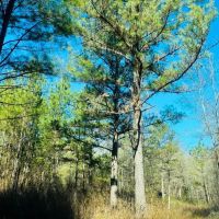 Sumter Pines images 3