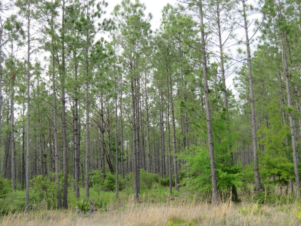 Otter Creek East Tract featured image