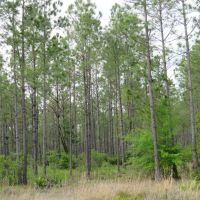 Otter Creek East Tract