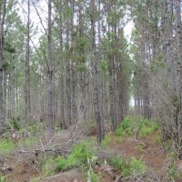 Otter Creek East Tract images 4