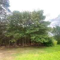 LA - Caldwell 60 acres - images 2