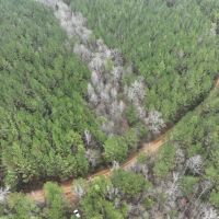 Plantaion Pine Tract Ready to be Thinned