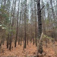 Plantaion Pine Tract Ready to be Thinned images 5