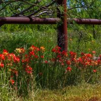 Henderson Farm images 4