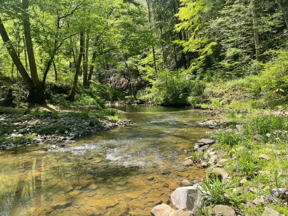 458 Bankhead Recreational and Timber Tract in Winston Co. AL featured image