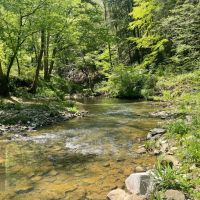 458 Bankhead Recreational and Timber Tract in Winston Co. AL images 1