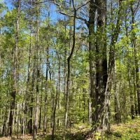 458 Bankhead Recreational and Timber Tract in Winston Co. AL images 5