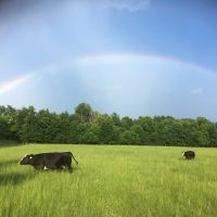 Rolling Meadows and Towering Oaks in Greenville