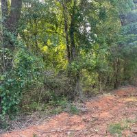 Tract 2 25 Acre Homestead in Lawrence County AL images 3