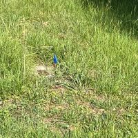 Tract 2 25 Acre Homestead in Lawrence County AL images 4