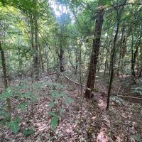 Tract 2 25 Acre Homestead in Lawrence County AL images 5