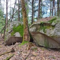 Split-Rock Forest