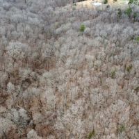 32 Acres on Wedington WMA images 5