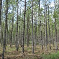 Otter Creek West Tract images 5