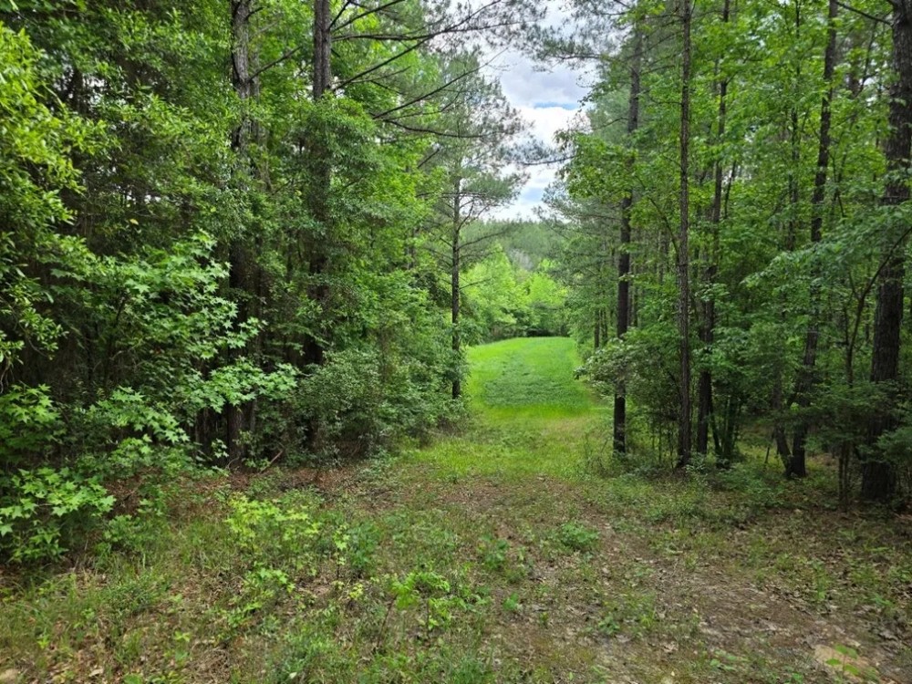 39.5 Acres in Franklin County in Roxie MS featured image