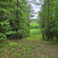 39.5 Acres in Franklin County in Roxie MS