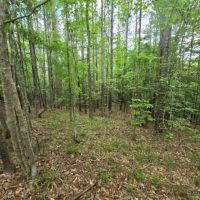 39.5 Acres in Franklin County in Roxie MS images 4
