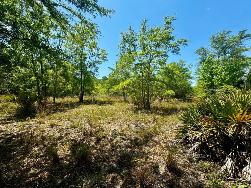 176.8 Acre Recreational Tract featured image