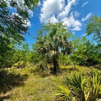 176.8 Acre Recreational Tract images 3