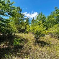 176.8 Acre Recreational Tract images 4